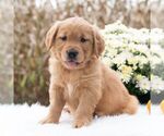 Small Golden Retriever