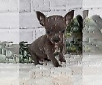 Small #2 Chihuahua