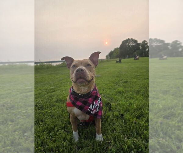 Medium Photo #5 American Pit Bull Terrier-Unknown Mix Puppy For Sale in New York, NY, USA