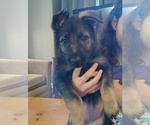 Puppy Mouse German Shepherd Dog