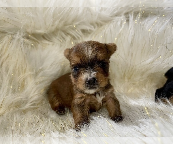 Medium Photo #16 Yorkshire Terrier Puppy For Sale in HAYWARD, CA, USA