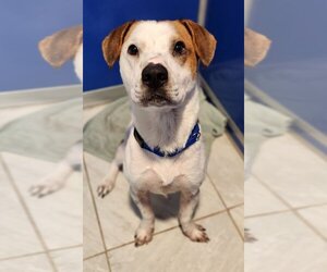 Redbone Coonhound-Unknown Mix Dogs for adoption in Walnutport, PA, USA