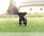 Small Photo #2 Chihuahua Puppy For Sale in WARSAW, IN, USA