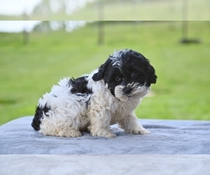 ShihPoo Puppy for sale in MILLERSBURG, OH, USA