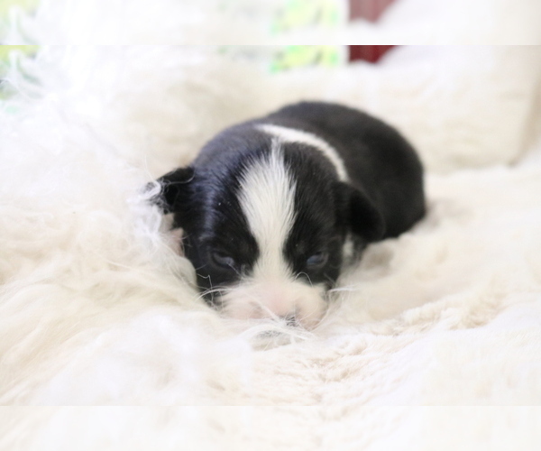 Medium Photo #4 Australian Shepherd Puppy For Sale in STAFFORD, VA, USA