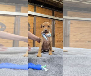 Chiweenie Dogs for adoption in McKinney, TX, USA