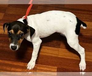 Jack Russell Terrier Puppy for sale in CROSS JUNCTION, VA, USA