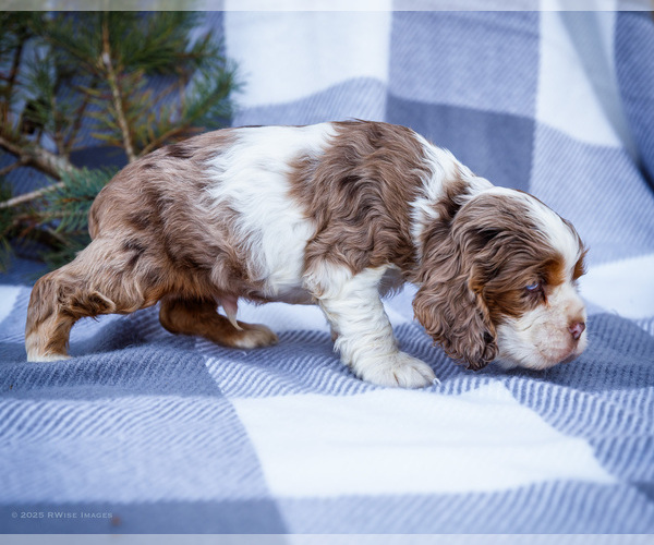 Medium Photo #6 Cocker Spaniel Puppy For Sale in WAKARUSA, IN, USA