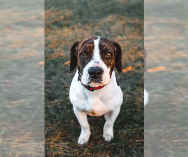 Medium Photo #2 Beabull Puppy For Sale in House Springs, MO, USA