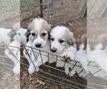Puppy Felicia Great Pyrenees