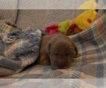 Small Photo #111 Great Dane Puppy For Sale in SPRAGGS, PA, USA