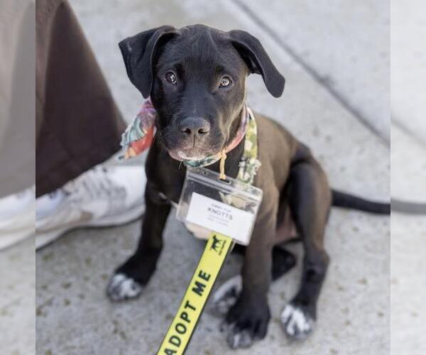 Medium Photo #18 Boxer-Unknown Mix Puppy For Sale in San Diego, CA, USA