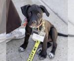Small #17 Boxer Mix