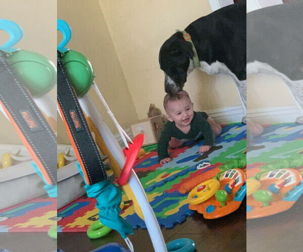 Medium Photo #18 Australian Shepherd-Maremma Sheepdog Mix Puppy For Sale in Dana Point, CA, USA