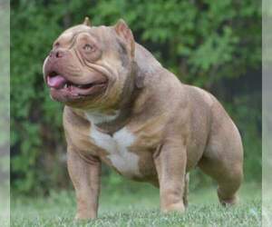 Father of the American Bully puppies born on 02/16/2022