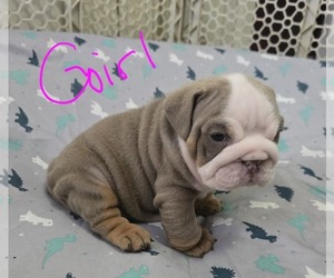 Bulldog Puppy for sale in FLINT, MI, USA
