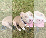 DA 33 Rebecca - Female Mutt Dog for Adoption - Small photo