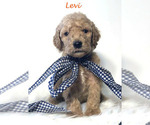 Small Photo #9 Goldendoodle Puppy For Sale in DEMOPOLIS, AL, USA