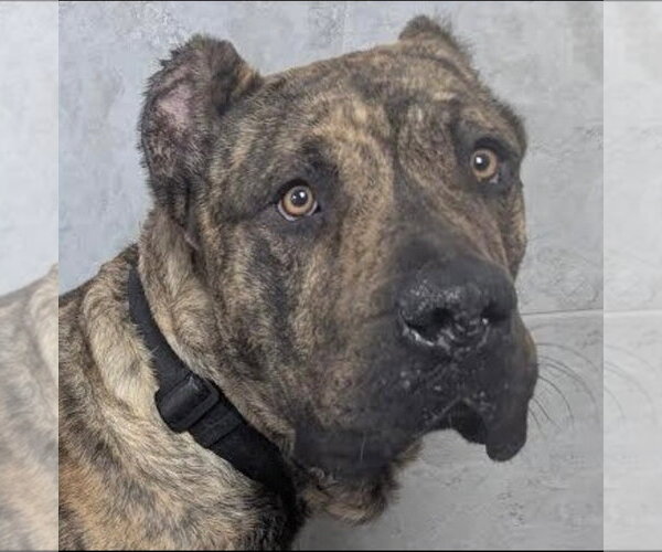 Medium Photo #3 Brazilian Mastiff-Presa Canario Mix Puppy For Sale in Jasper, AL, USA