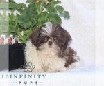 Small #1 Shih Tzu
