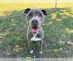 Small #3 American Staffordshire Terrier Mix