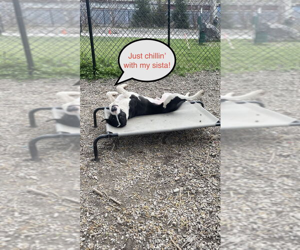 Medium Photo #15 Mutt Puppy For Sale in Elmsford, NY, USA