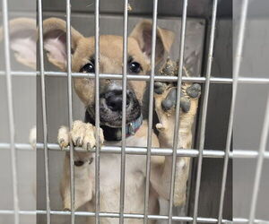Black Mouth Cur Dogs for adoption in Decatur, IL, USA