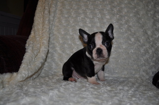 Faux Frenchbo Bulldog Puppy for sale in ATWOOD, IL, USA