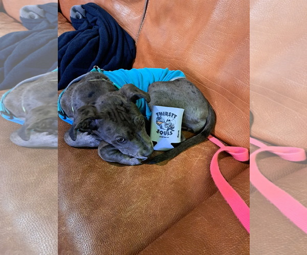 Medium Photo #7 Great Dane-Unknown Mix Puppy For Sale in Huntersville, NC, USA
