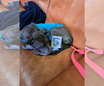 Small #6 Great Dane Mix
