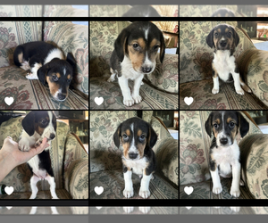 Beagle-Shetland Sheepdog Mix Puppy for sale in HARDWICK, VT, USA