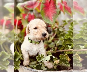 Goldendoodle Puppy for Sale in DENTON, North Carolina USA