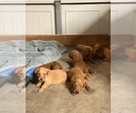Small #6 Goldendoodle