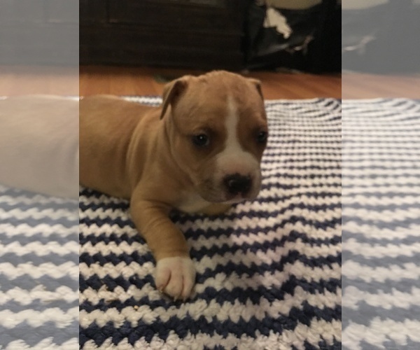 Medium Photo #3 American Bully Puppy For Sale in ABERDEEN, NC, USA