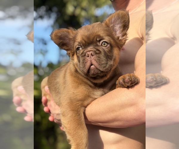 Medium Photo #1 French Bulldog Puppy For Sale in TAMPA, FL, USA