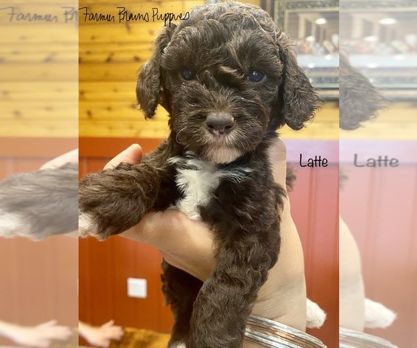 Medium Photo #1 Poodle (Miniature) Puppy For Sale in SEDALIA, MO, USA