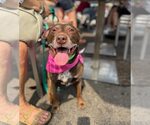 Small American Pit Bull Terrier-Labrador Retriever Mix