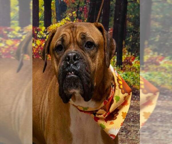 Medium Photo #1 Dogue de Bordeaux-Unknown Mix Puppy For Sale in Sanford, FL, USA