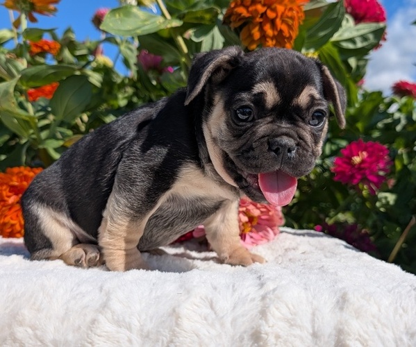 Medium Photo #5 French Bulldog Puppy For Sale in GOSHEN, IN, USA