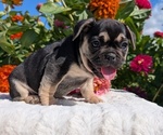 Small #4 French Bulldog
