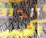 Small Photo #1 Poodle (Toy) Puppy For Sale in LAPEER, MI, USA
