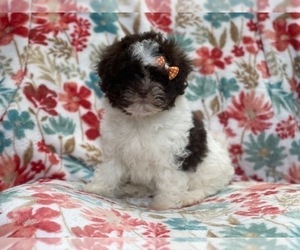 ShihPoo Puppy for sale in LAKELAND, FL, USA