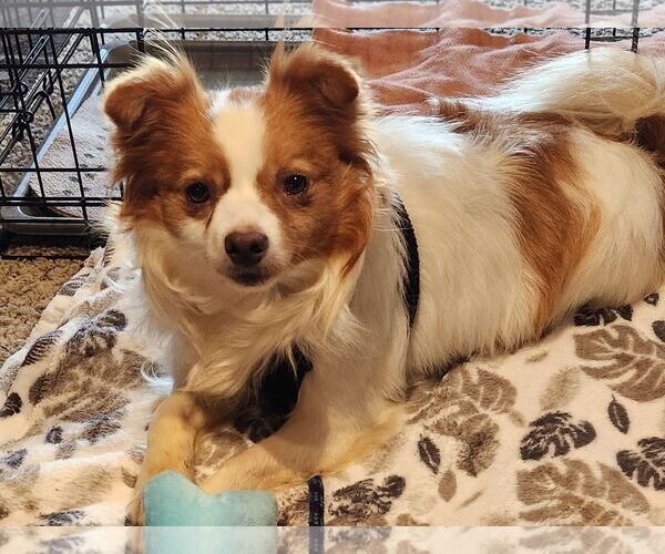 Medium Photo #2 Chion Puppy For Sale in Emmett, ID, USA