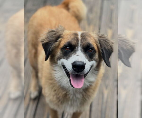 Medium Photo #1 Australian Shepherd-Unknown Mix Puppy For Sale in Dana Point, CA, USA