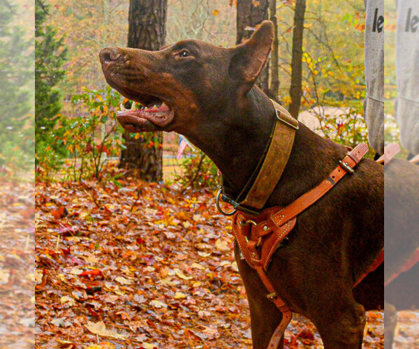 Medium Photo #114 Doberman Pinscher Puppy For Sale in FORT LAUDERDALE, FL, USA