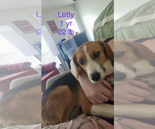 Medium Photo #8 Beagle-Unknown Mix Puppy For Sale in Wakefield, RI, USA