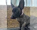 Small #15 Dutch Shepherd Dog