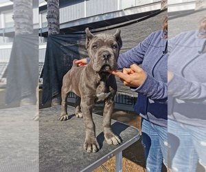 Cane Corso Puppy for sale in POPLAR, CA, USA