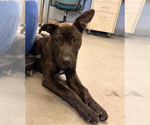 German Shepherd Dog-Unknown Mix Dogs for adoption in Camarillo, CA, USA