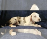 Small #18 Catahoula Leopard Dog